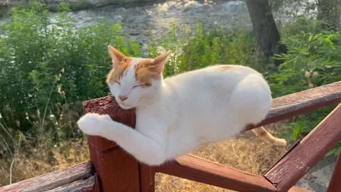 Cat on a bench by a river Stock Footage 337108118