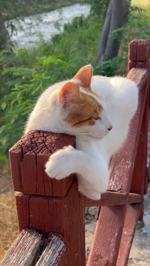 Cat on a bench by a river Stock Footage 337108209