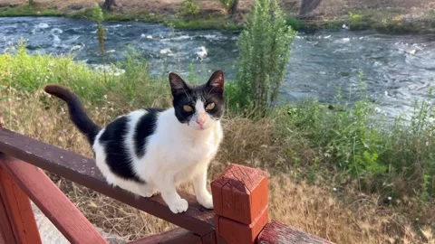 Cat on a bench by a river Stock Footage 337108456