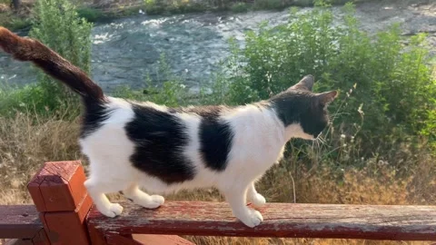 Cat on a bench by a river Stock Footage 337108532