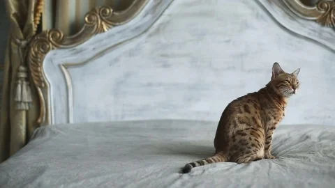 Cat Bengal Breed Stock Footage 75071280