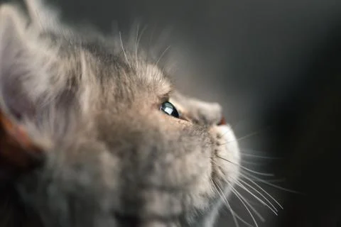 Cat from beside 写真素材