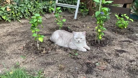 Cat between vegetables Stock Footage 204129148