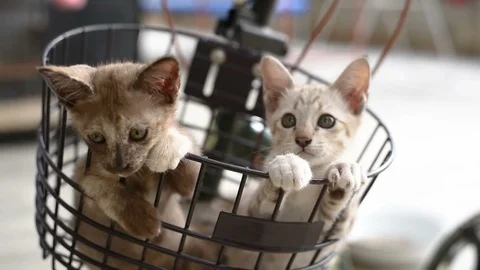 Cat in Bicycle Basket 库存影片 97857936
