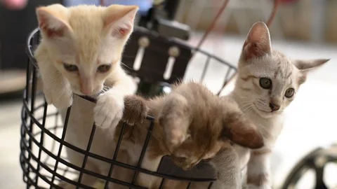 Cat in Bicycle Basket Video stock 97858034