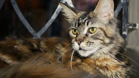 Cat with big ears Stock Footage 94042356