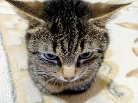 Cat with big ears Foto stock