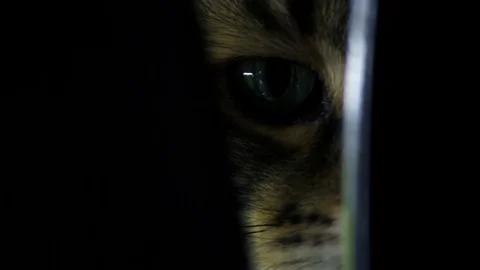 Cat with big eyes in the dark close-up looking at the camera. Stock Footage