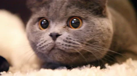 Cat with big eyes 库存影片 56026607