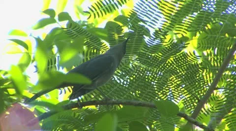 Cat Bird Stock Footage 10754913