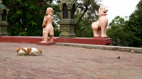 Cat on bird-hunt with unknown outcome Stock Footage 34284290