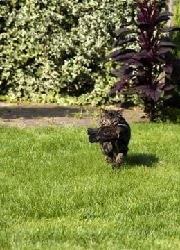 Cat with a bird Stock Photos