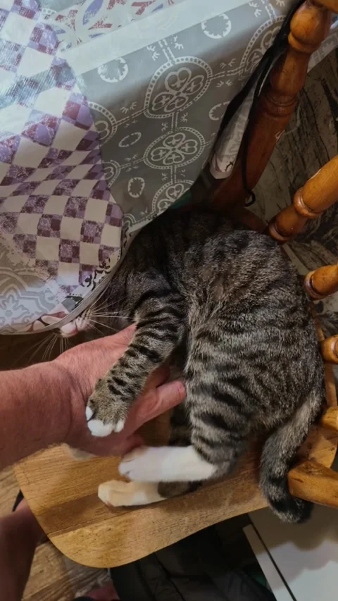 Cat Bites and Plays With Hand in Vertical POV Clip in Her Kitchen Stock Footage 341669647