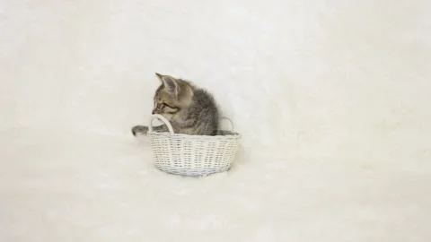 The Cat That Bites the Cage Stock Footage 332454400