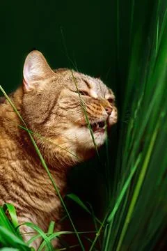 The cat bites the grass. Foto stock