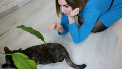Cat bites the hand of the hostess and pushes away the chair. Girl and cat sittin Stock Footage 87415624