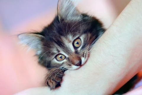 The cat bites the hand Stock-Fotos
