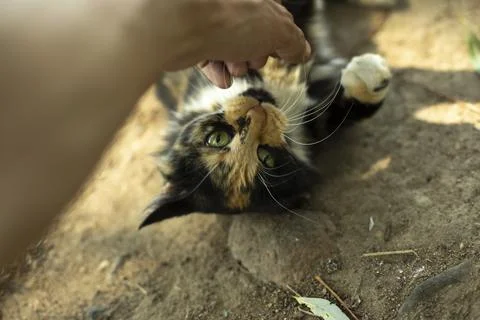 Cat bites hand. Playing with cat on street. Stray animal in summer. Cute pet. Stock Photos