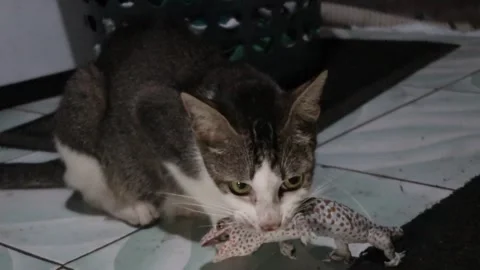 Cat bites lizard in its mouth Stock Footage 287666771