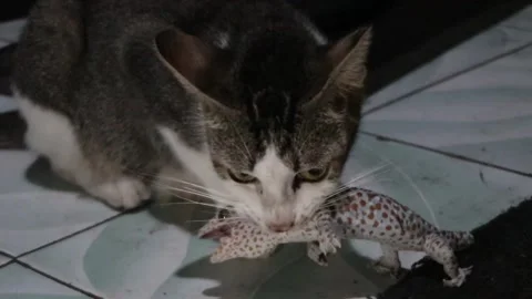 Cat bites lizard in its mouth Video stock 287666774