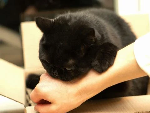 Cat bites Foto stock