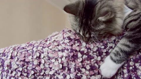 Cat bites sofa at home Stock Footage 157456020