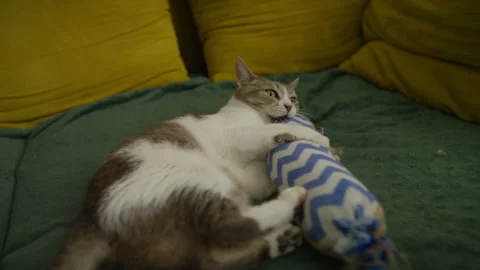 Cat Biting and Hugging Toy on Sofa Stock Footage 328193586