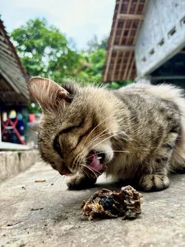 A cat is biting a chicken bone Stock Photos