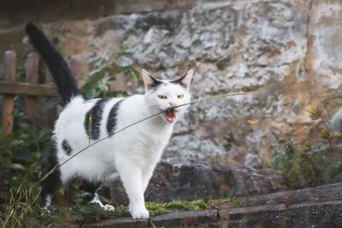 Cat biting a grass thread. Yellow eyes cat staring. Funny cat Stock Photos