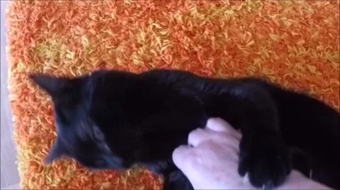 Cat is biting a human's hand Video stock 45966942