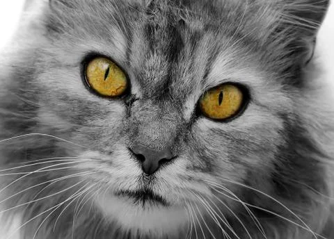 Cat is black and white. Muzzle close-up with yellow eyes. Stock Photos