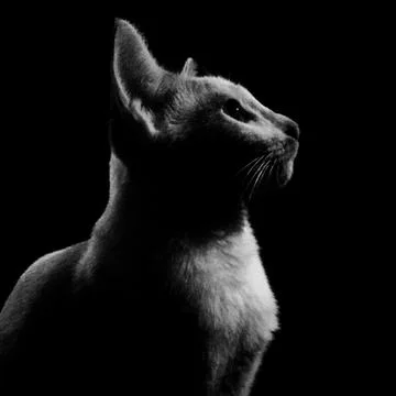 Cat in black and white Stock Photos