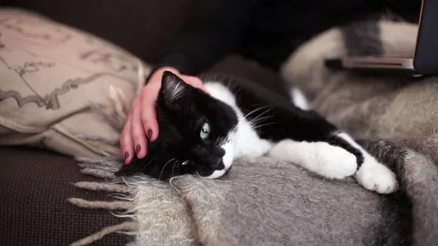 Cat black and white on sofa stroking by female hands Stock Footage 70576735