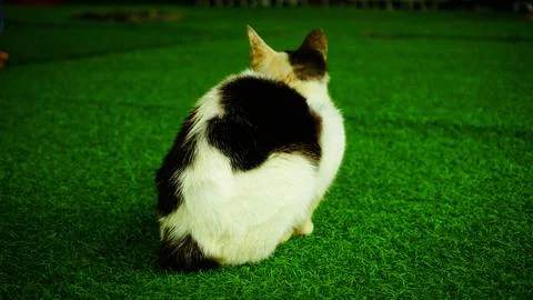 A cat with black and white stripes is sitting on the green grass Stock Photos