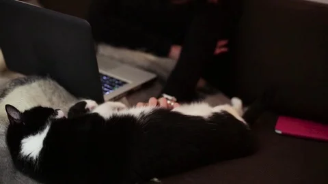 Cat black and white stroking by female hands on sofa Video stock 70585689