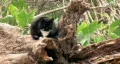 Cat black and white on tree stump HD HD Footage
