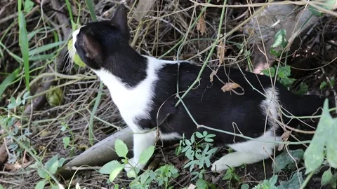 Cat black and white is walking in the garden Stock Footage 139903607