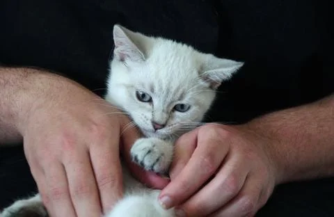 Cat on a black background with a hand Stock Photos