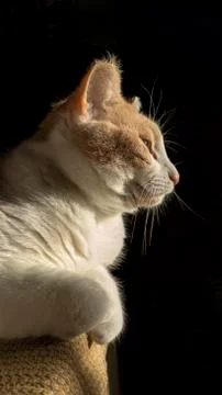 Cat on black background 스톡 사진