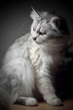 Cat on black background Stock Photos