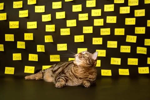Cat on a black background with sheets for notes with tasks. Cat with notes. Stock-Fotos