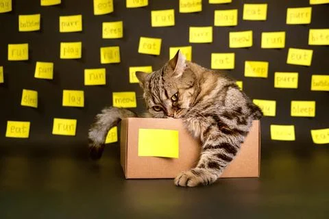 Cat on a black background with sheets for notes with tasks. Cat with notes. Stock Photos