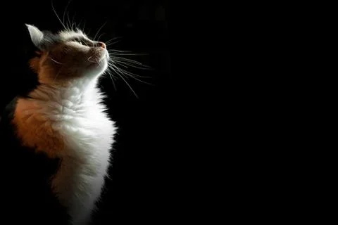 Cat on black background with space for text Stock Photos