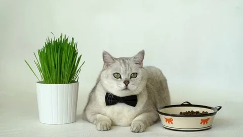 Cat in black bow tie with big round green eyes after lunch Stock Footage 69143879