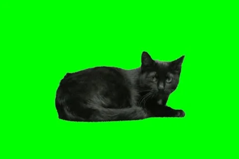 Cat black Stock Footage 18958858