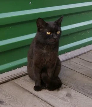 Cat black Stock Photos