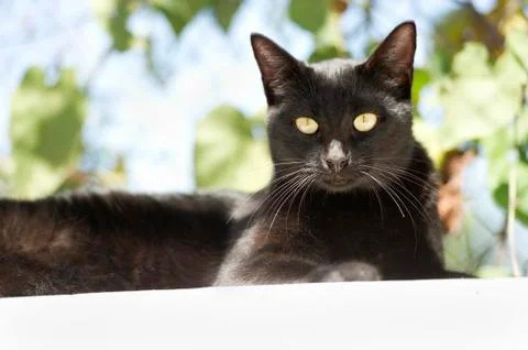 Cat Black Stock Photos
