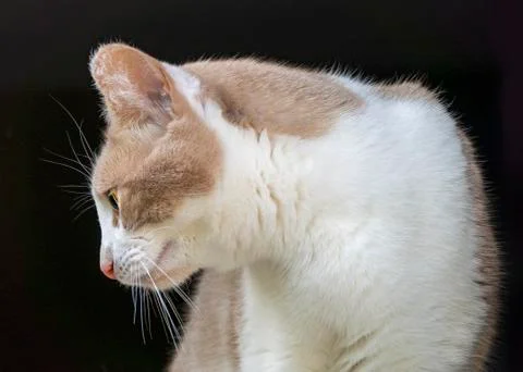 Cat on black 스톡 사진