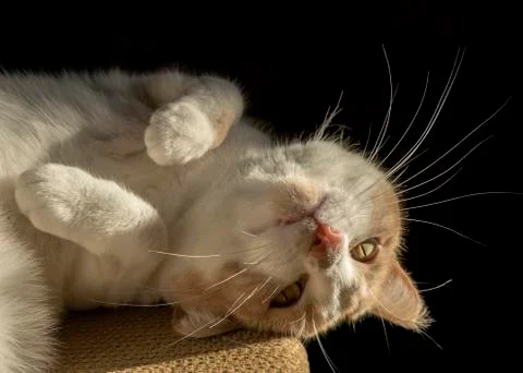 Cat on black Foto stock