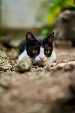 Cat in Black Stock Photos